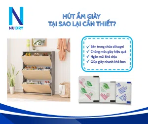 Hút ẩm giày tại sao lại cần thiết