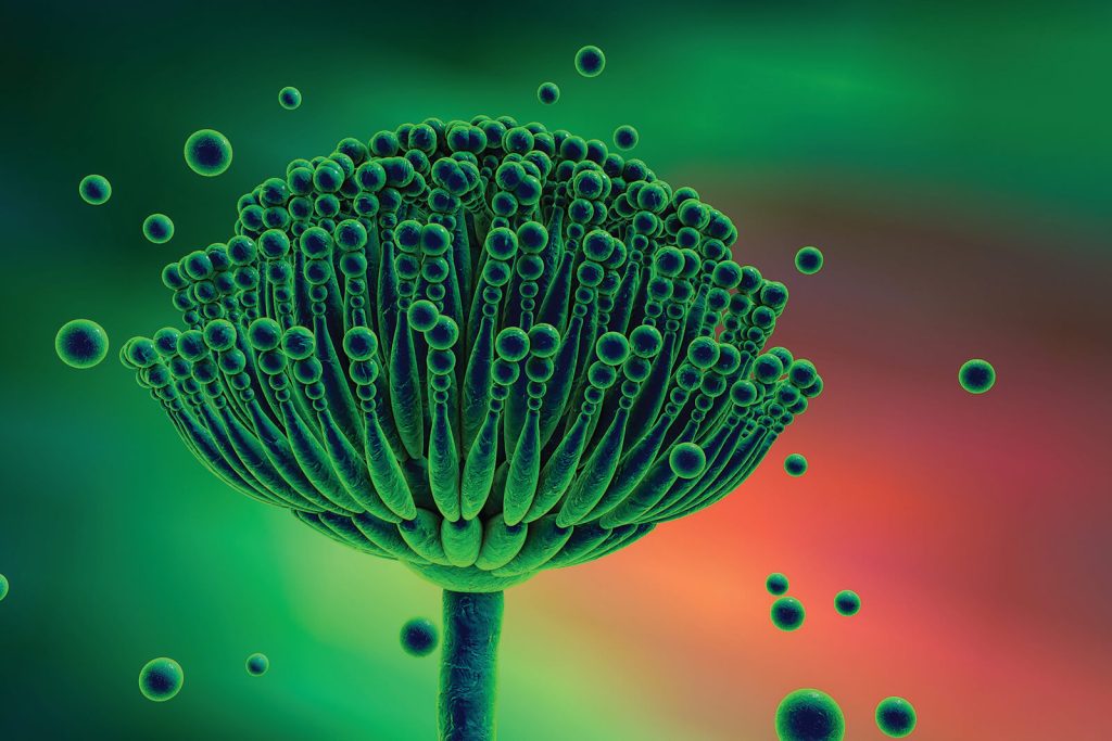 Aflatoxin