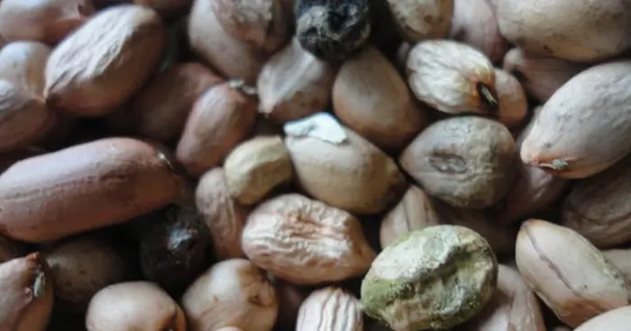 Độc tố aflatoxin trong đậu phộng