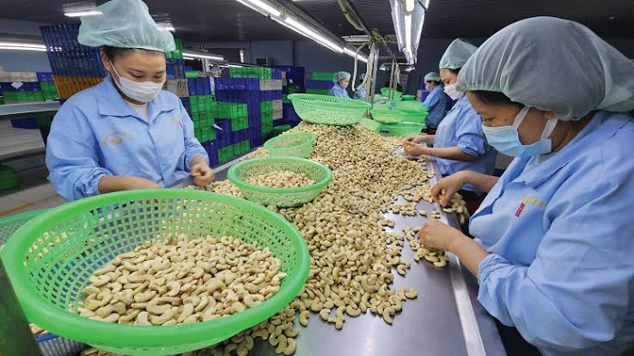 Cách bảo quản hạt điều xuất khẩu