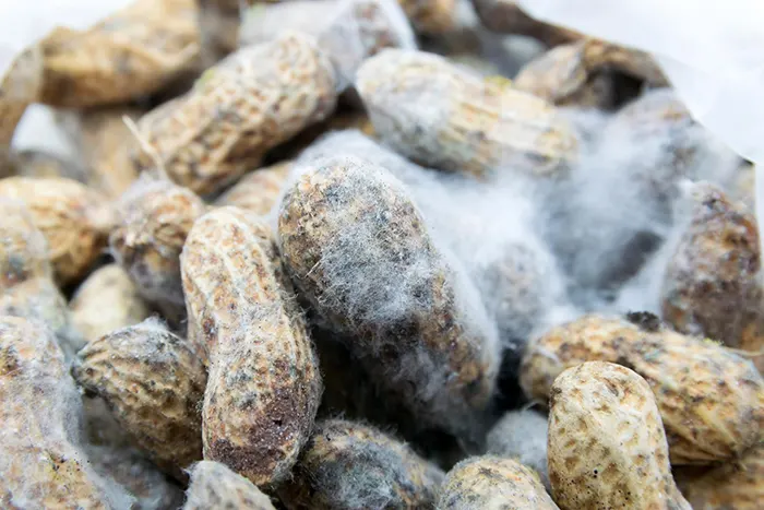 Dau phong bi am moc The peanuts in storage have become damp