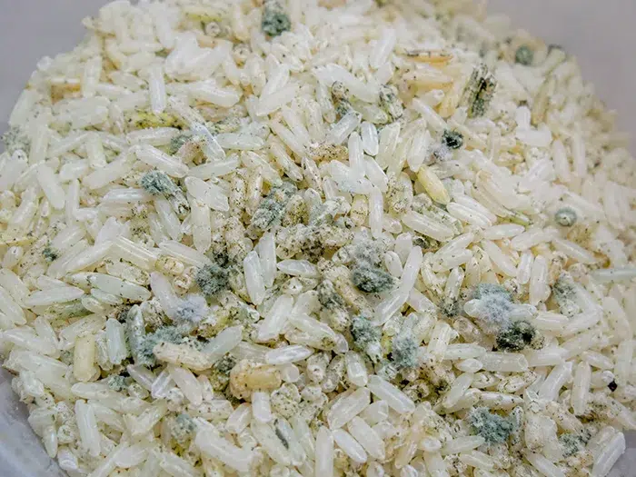 Gạo bị mốc Gạo bị mốc