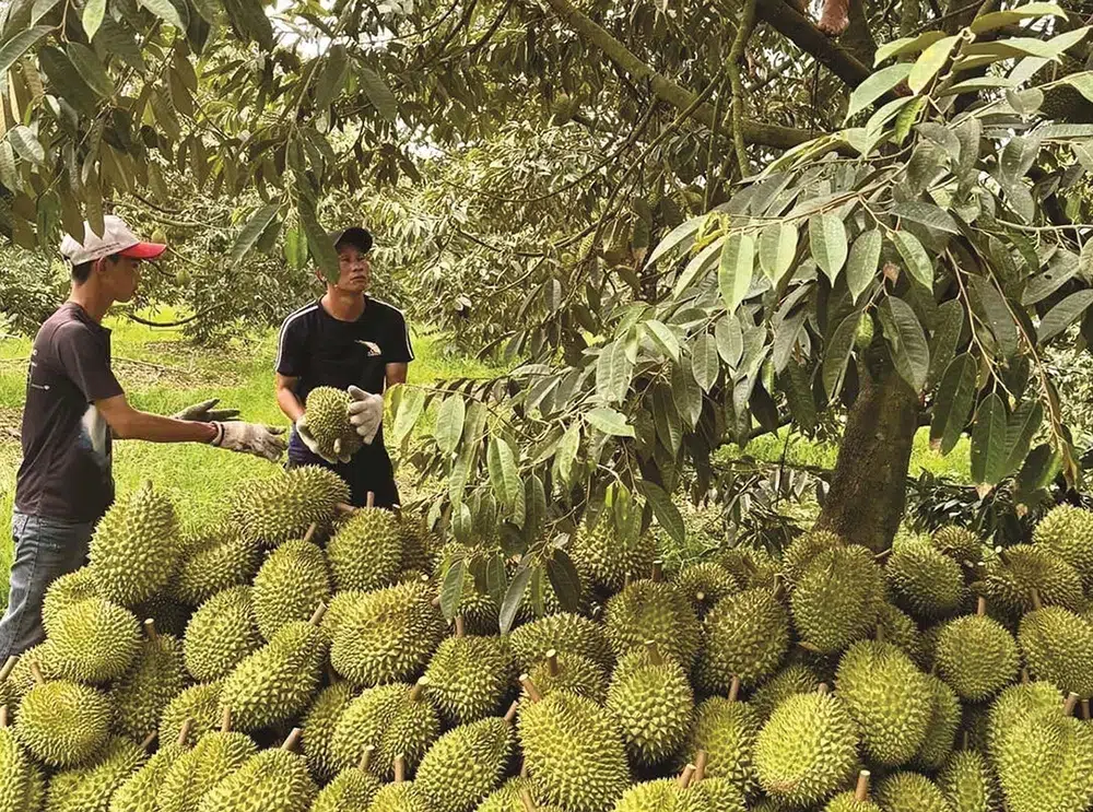 Sầu riêng cần được bảo quản đúng cách mới có thể xuất khẩu